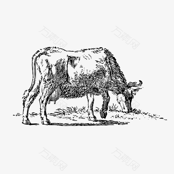老牛吃草装饰素材图案