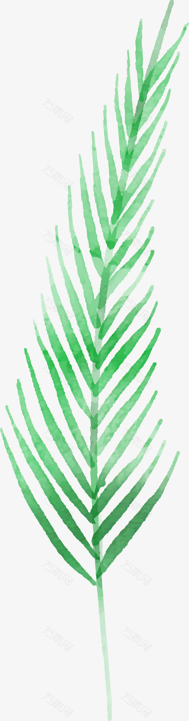 水彩棕榈叶叶子图