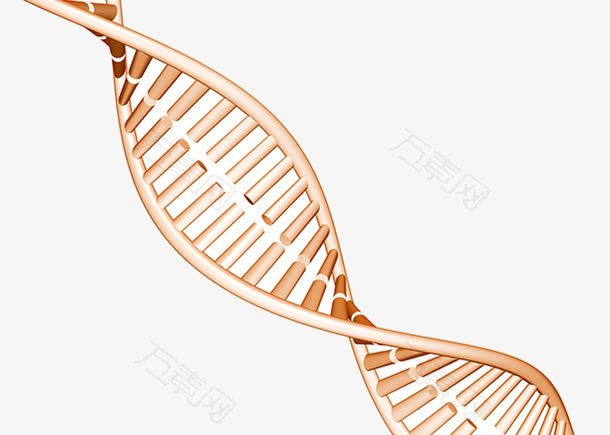 细胞DNA结构