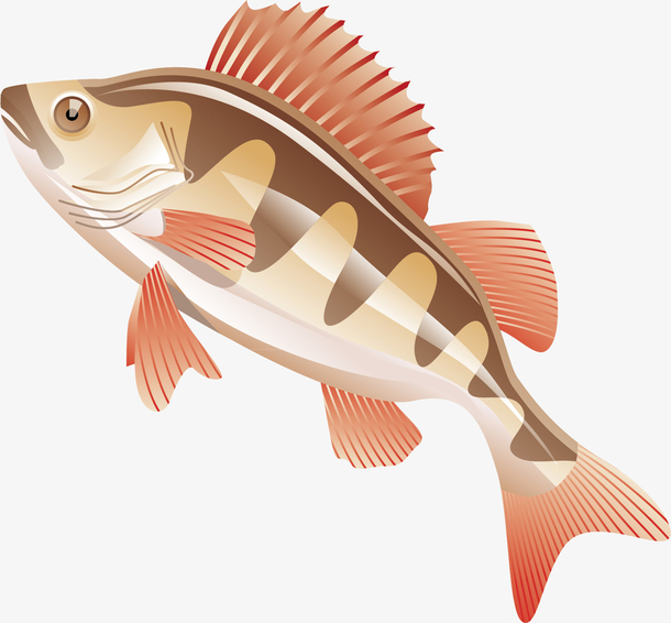 鱼图片图片-鱼图片设计素材-鱼图片素材免费下载-万素网