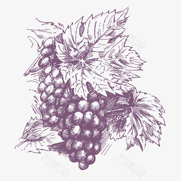 素描葡萄设计背景