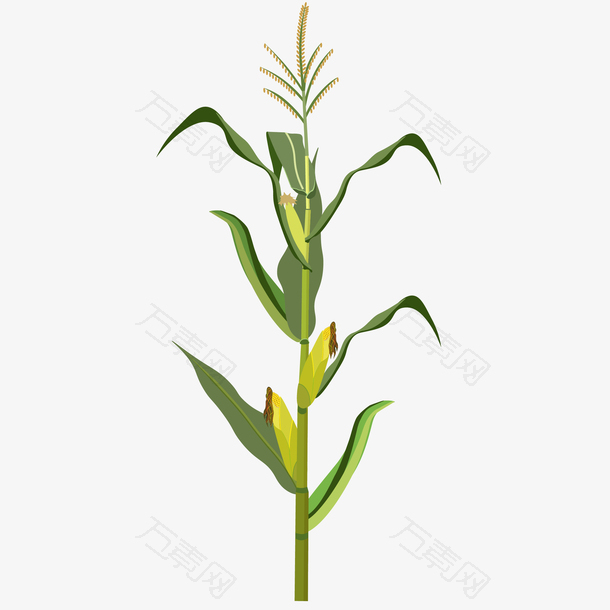 玉米农作物矢量插画