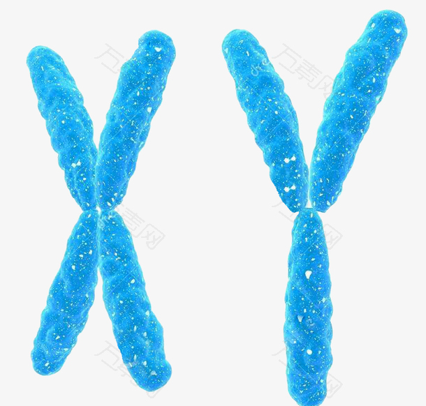 蓝色的染色体