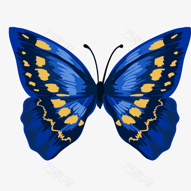 彩色的蝴蝶标本设计