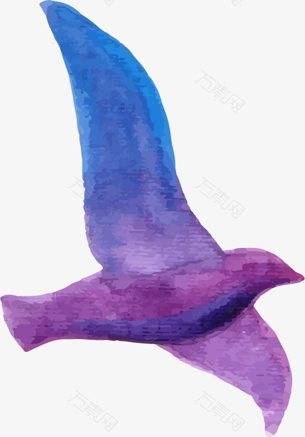 紫色鸽子
