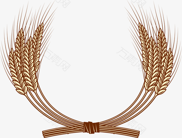 谷物手绘麦穗矢量图