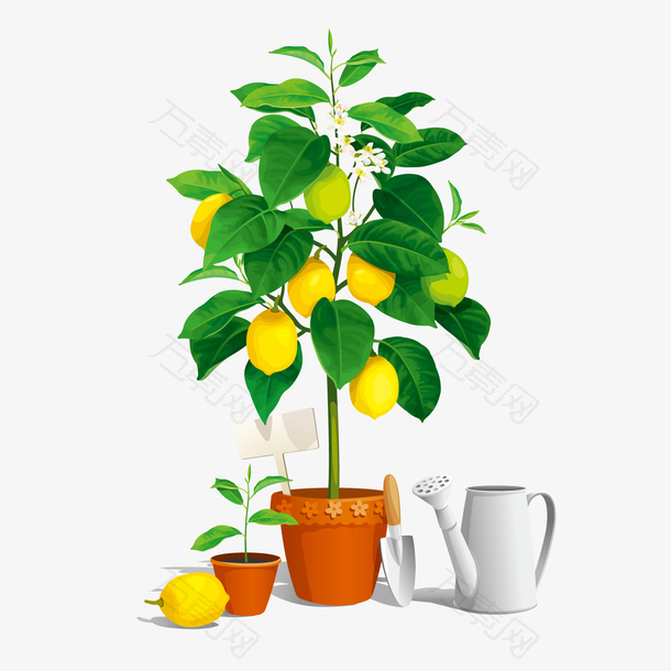 柠檬树盆栽矢量图