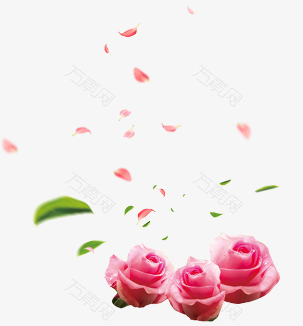 精美粉红色玫瑰与花瓣免抠素材