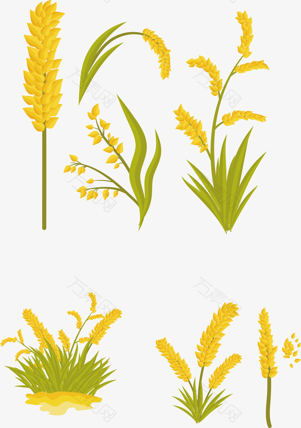矢量黄绿色秋季收获小麦穗