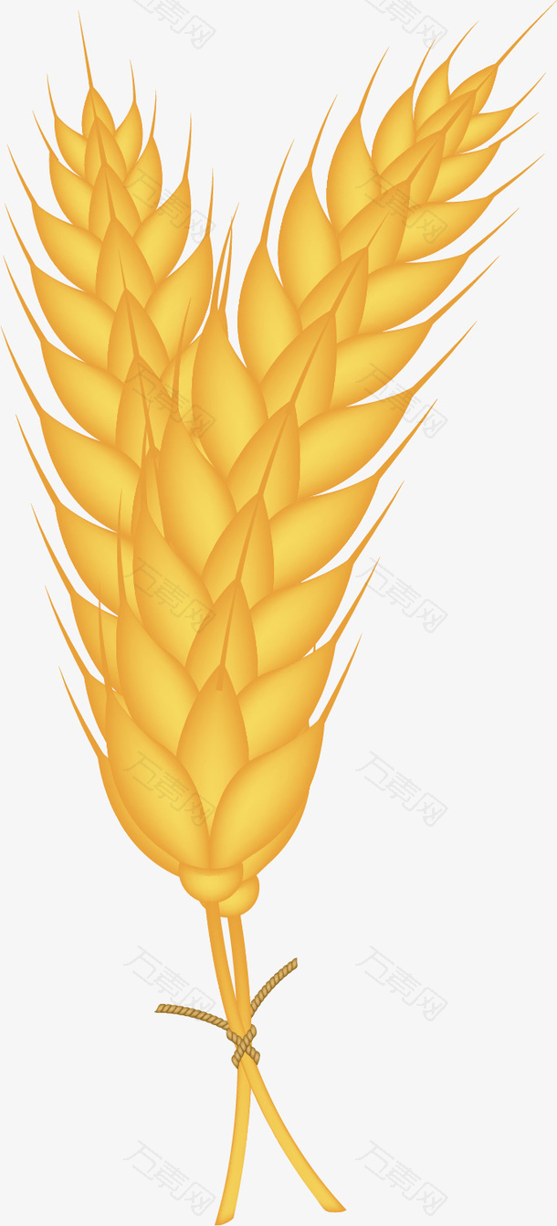矢量图黄色的麦子