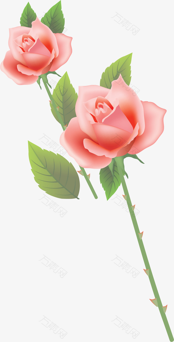 精美粉红色玫瑰花