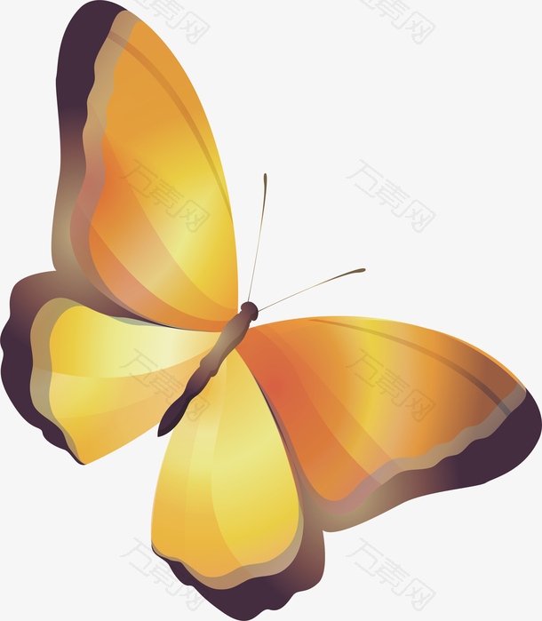黄色美丽蝴蝶昆虫