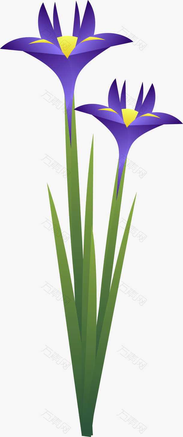 两朵细长矢量紫色鸢尾花