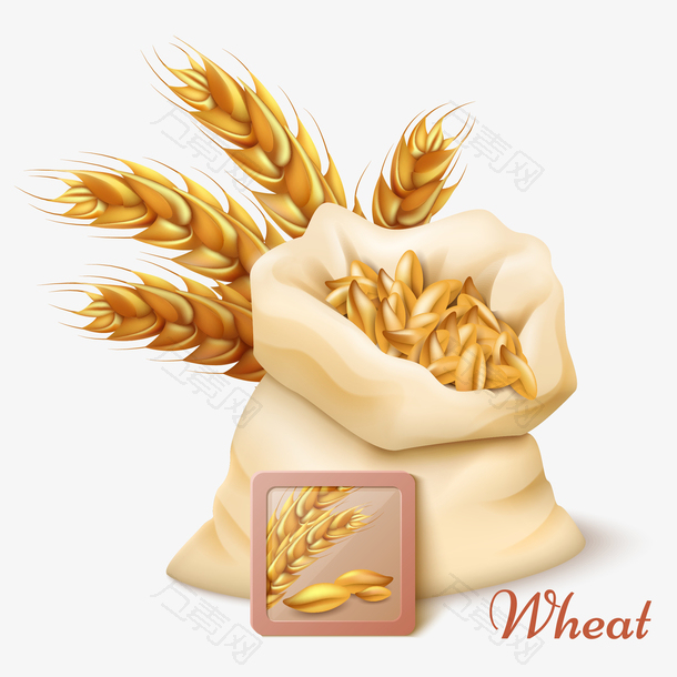 麦穗和小麦矢量插画