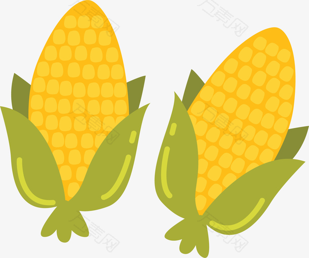金黄色丰收的玉米