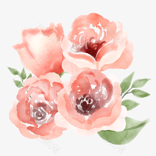 水彩绘4朵粉色玫瑰花矢量