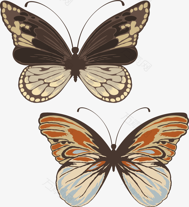 两只彩色的蝴蝶标本矢量元素