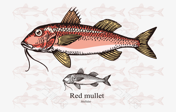 卡通手绘彩色红鲻鱼黑白图案