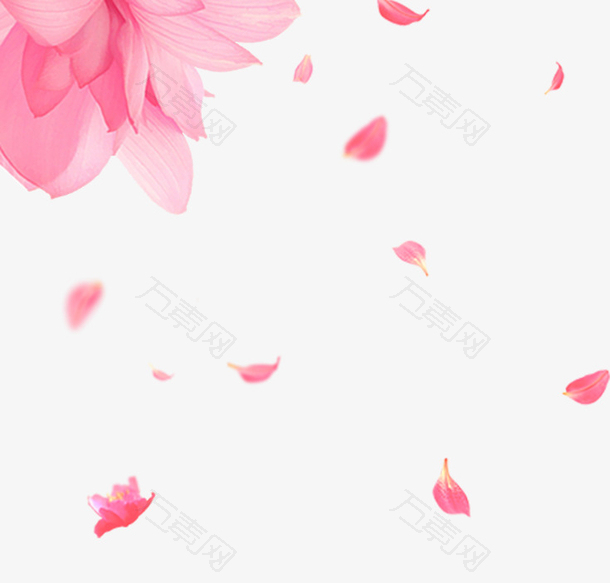 精美粉红色花朵与花瓣免抠素材