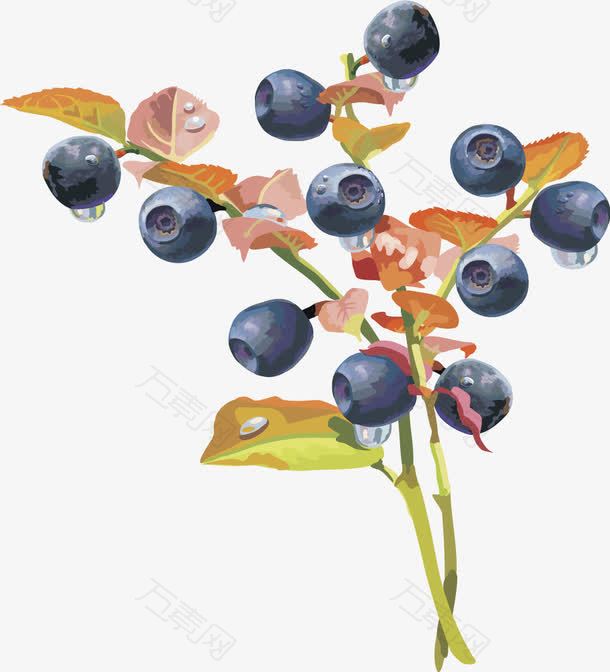 水果矢量图灯笼果蓝莓蓝莓