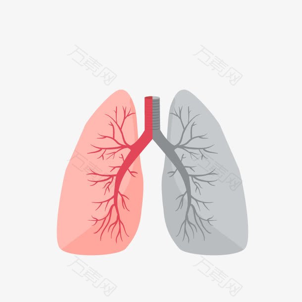 矢量肺的对比图