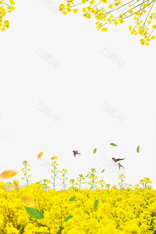 春季油菜花装饰边框