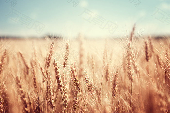 收获季节庄稼地小麦