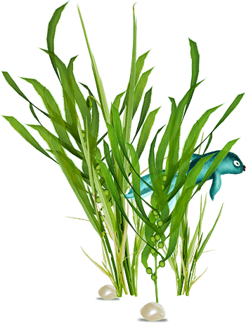 海草png图片-海草png设计素材-海草png素材免费下载-万素网