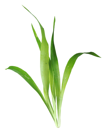 禾苗图片-禾苗设计素材-禾苗素材免费下载-万素网