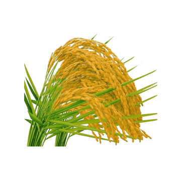 稻谷素材