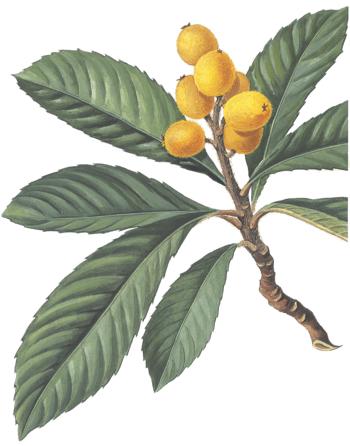 下载png枇杷下载png下载:23尺寸:1032*1318下载png手绘新鲜枇杷下载