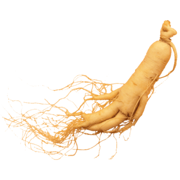 人参元素图片-人参元素设计素材-人参元素素材免费下载-万素网