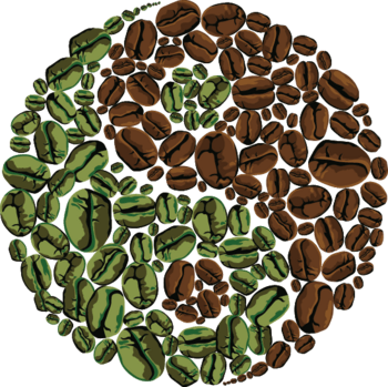 咖啡豆生长过程手绘图图片