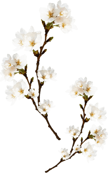 梨花图片-梨花设计素材-梨花素材免费下载-第2页-万素网