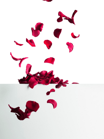 花瓣散落图片-花瓣散落设计素材-花瓣散落素材免费下载-万素网