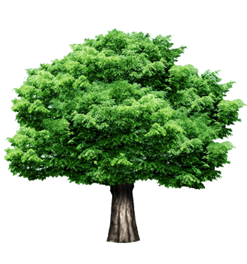 参天大树图片-参天大树设计素材-参天大树素材免费下载-万素网