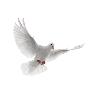 飞鸽元素图片-飞鸽元素设计素材-飞鸽元素素材免费下载-万素网