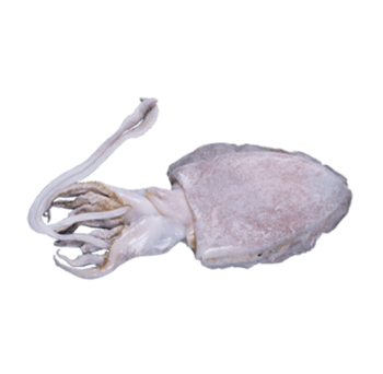 鱿鱼元素图片-鱿鱼元素设计素材-鱿鱼元素素材免费下载-万素网