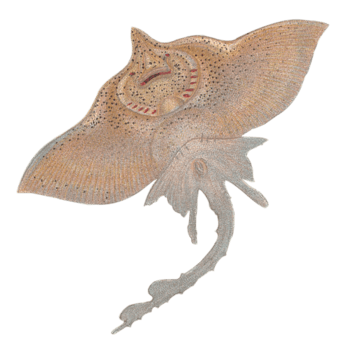 魔鬼鱼图片-魔鬼鱼设计素材-魔鬼鱼素材免费下载-万素网