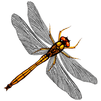 卡通蜻蜓