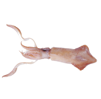 鱿鱼元素图片-鱿鱼元素设计素材-鱿鱼元素素材免费下载-万素网