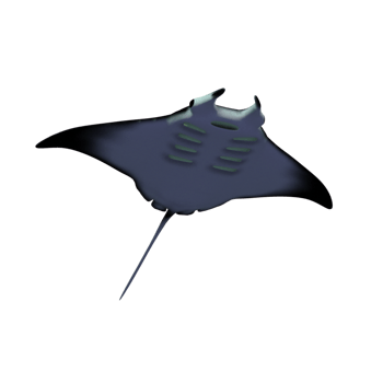 魔鬼鱼图片-魔鬼鱼设计素材-魔鬼鱼素材免费下载-万素网