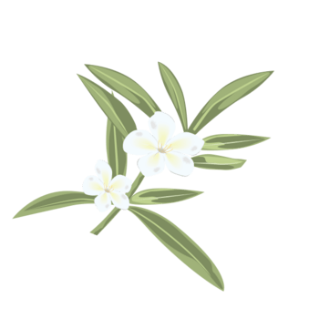 手绘白花图片-手绘白花设计素材-手绘白花素材免费下载-万素网