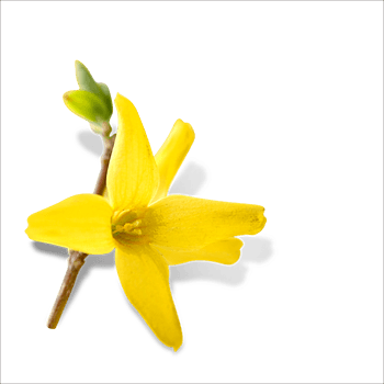 连翘花图片-连翘花设计素材-连翘花素材免费下载-万素网