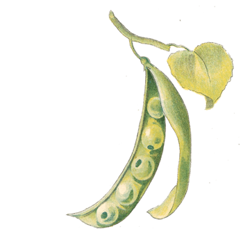 手绘豌豆