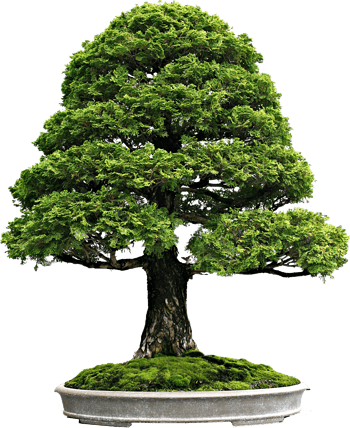 装饰盆景图片-装饰盆景设计素材-装饰盆景素材免费下载-万素网