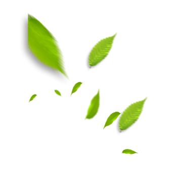 绿色落叶