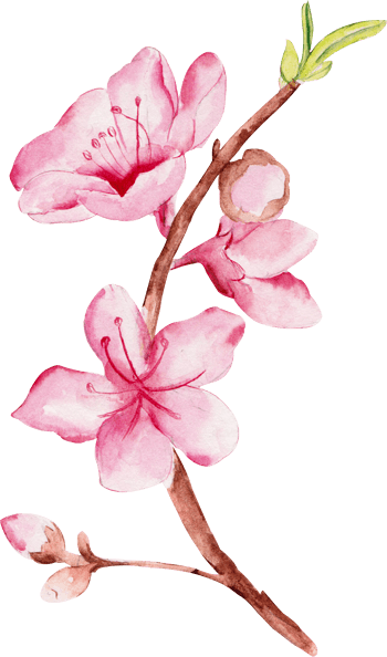 水彩桃花图片-水彩桃花设计素材-水彩桃花素材免费下载-万素网