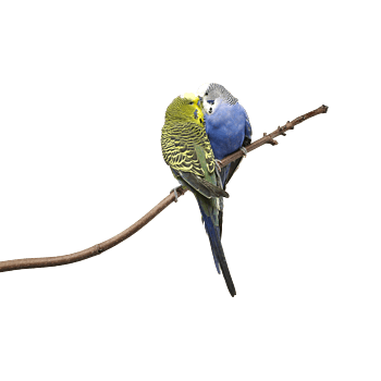 比翼鸟图片-比翼鸟设计素材-比翼鸟素材免费下载-万素网