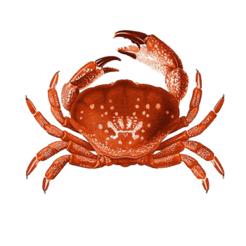 水彩螃蟹图片-水彩螃蟹设计素材-水彩螃蟹素材免费下载-万素网